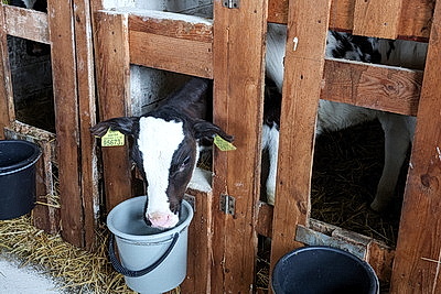Условия региона, соблюдение технологий. Минсельхозпрод о подходах при строительстве профилакториев для телят