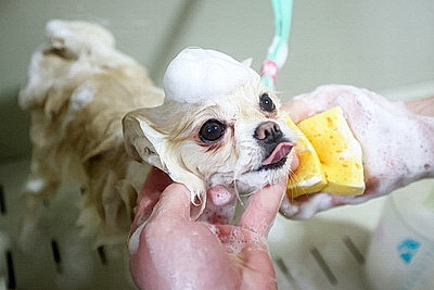 Школьник из Гродно нашел себя в груминге после первой стрижки своего йорка