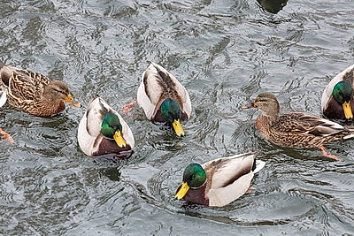Акция \"Птичий патруль\": актив БСЖ подкармливает птиц