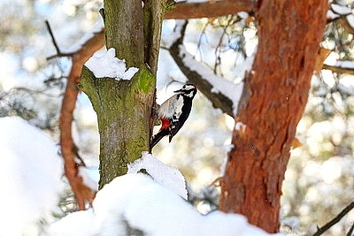 Зимний пейзаж