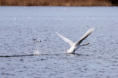 Весна. Белоснежные лебеди на водохранилище Дрозды