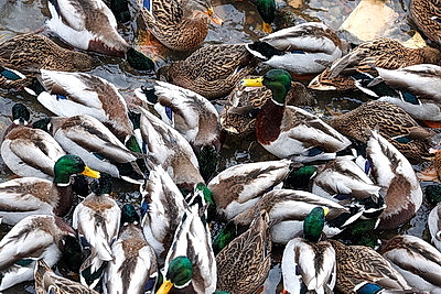 ФОТОХРОНИКА начинает новый информационный день