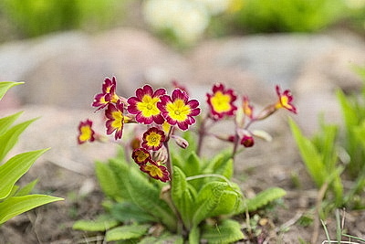 Яркие краски брестских улиц