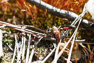 ФОТОХРОНИКА начинает новый информационный день