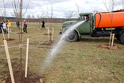 Аллею из 50 молодых лип высадили активисты-общественники в Гродно