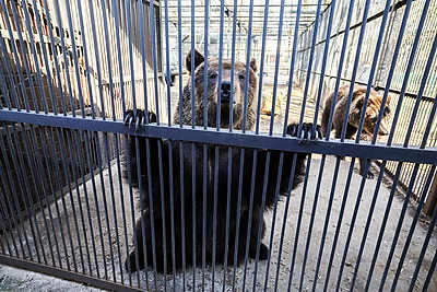 \"Чувствуют себя хорошо\". Медведицы из Витебского зоопарка вышли из зимней спячки