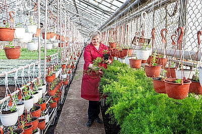 Полностью ручная работа. Более миллиона цветов готовят к высадке на улицах Витебска