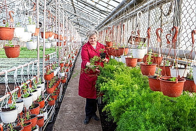 Полностью ручная работа. Более миллиона цветов готовят к высадке на улицах Витебска