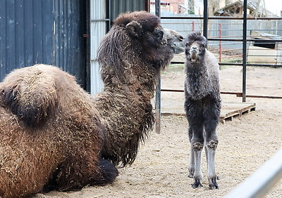 Впервые в Витебском зоопарке родился верблюжонок