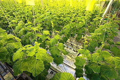 Круглый год в магазинах! Как выращивают овощи в тепличном хозяйстве \"ДОРОРС\"