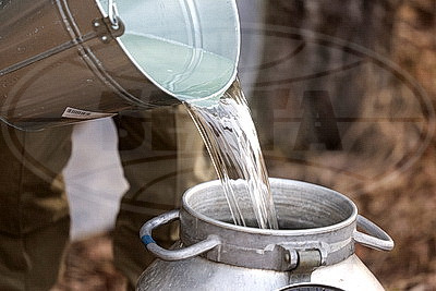 В Гродненской области приступили к заготовке березового сока