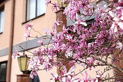 В Бресте распустилась магнолия