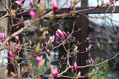В Бресте распустилась магнолия