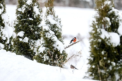 ФОТОХРОНИКА начинает новый информационный день