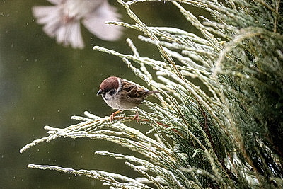 Стеклянный дождь в Гродно