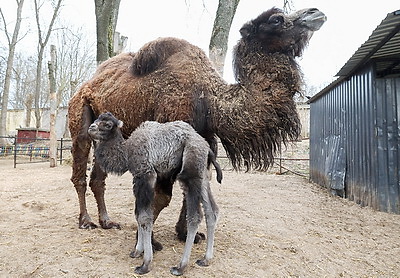Впервые в Витебском зоопарке родился верблюжонок