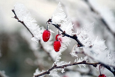 Ночью до -25..-30°С ожидается в Беларуси 15 января