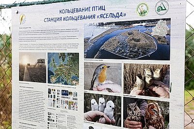 \"Споровские сенокосы\". Адреналин от косьбы и футбола на болоте