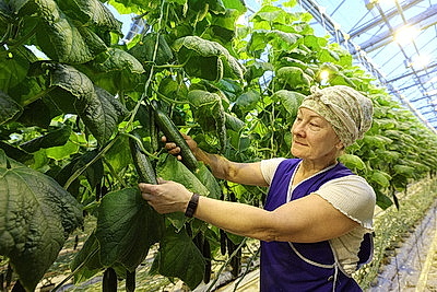 Урожай свежих огурцов, помидоров, салата, зелени собирают в Полоцком районе