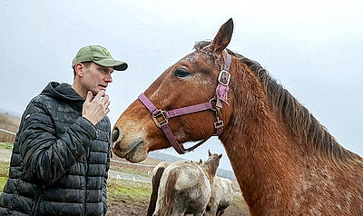 Супруги из Гомельского района разводят лошадей породы белорусская упряжная