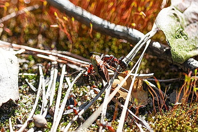 ФОТОХРОНИКА начинает новый информационный день