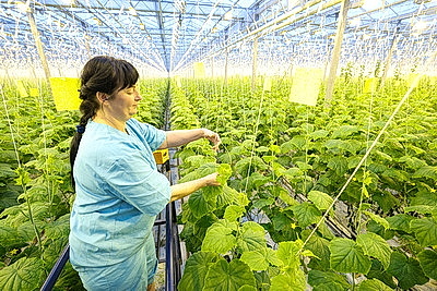 Круглый год в магазинах! Как выращивают овощи в тепличном хозяйстве \"ДОРОРС\"