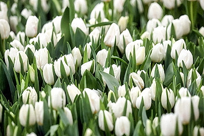 Тюльпаны продолжают расти даже в вазе. В Гомельском опытном лесхозе рассказали об особенностях букетов