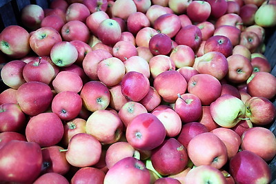 Как в Гродненской области хранят и реализуют плодоовощную продукцию