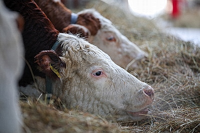 Лукашенко ознакомился с развитием мясного скотоводства и молочной отрасли