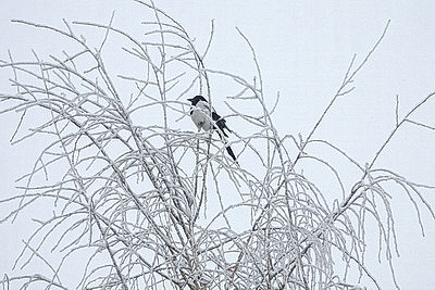 Зимний день в Березинском биосферном заповеднике