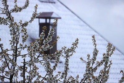 Мокрый снег выпал в Гродно