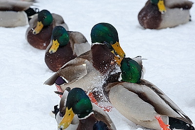 Акция \"Птичий патруль\": актив БСЖ подкармливает птиц