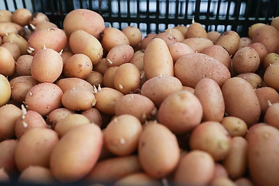 Посадка раннего картофеля идет в крупном хозяйстве Ивановского района