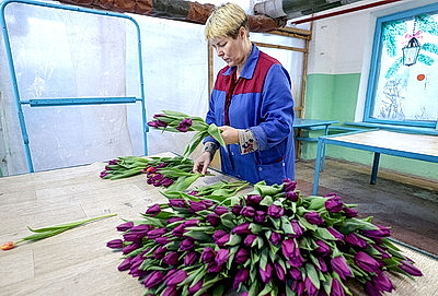 Первые тысячи роз и тюльпанов срезали в теплицах \"Витебского Зеленстроя\"