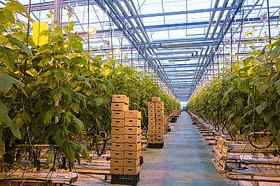 Кировский район начал сбор первого в этом году урожая ароматных тепличных огурцов