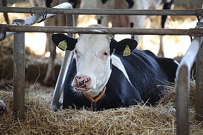 Сельское хозяйство и \"кондитерка\". Лукашенко посетил Наровлянский район