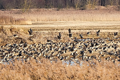 Перелетные птицы массово возвращаются в Беларусь