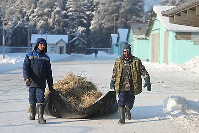 \"Счастливы работать и зарабатывать\". Как африканские парни трудятся на ферме в Лидском районе