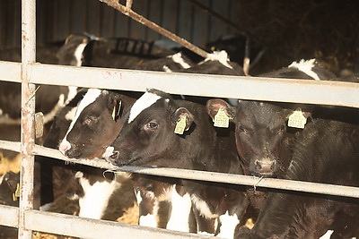 \"Счастливы работать и зарабатывать\". Как африканские парни трудятся на ферме в Лидском районе