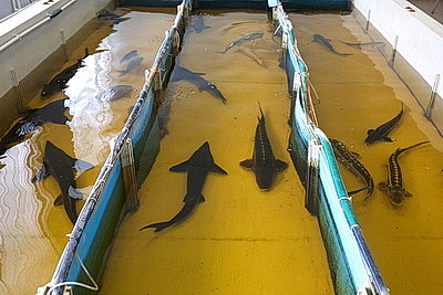 Специалистов для рыбоводства готовят в БГСХА