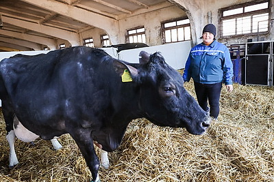 Более 130 тонн молока за жизнь и 55 литров в сутки! Необычная корова-долгожитель с нежной кличкой живет в Беларуси