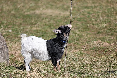 Празднование \"Вербницы\" прошло в Музее народной архитектуры и быта