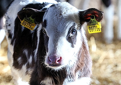 Теплые одеяла для согрева телят передали активисты Витебского областного отделения БСЖ