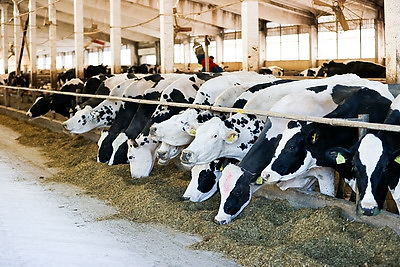 Более 130 тонн молока за жизнь и 55 литров в сутки! Необычная корова-долгожитель с нежной кличкой живет в Беларуси