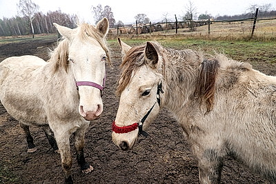 Супруги из Гомельского района разводят лошадей породы белорусская упряжная