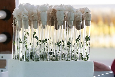 Посадка раннего картофеля идет в крупном хозяйстве Ивановского района