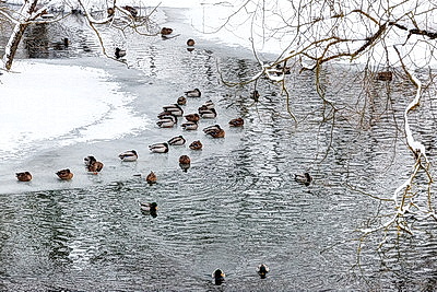 На водоемах Могилева можно увидеть большое скопление уток