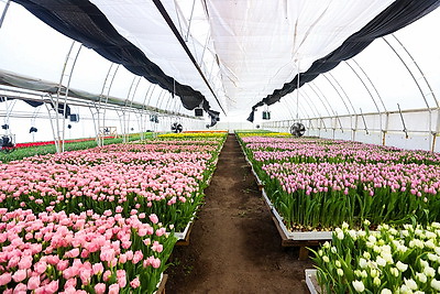 Около 500 тыс. тюльпанов ежегодно выращивает молодой фермер из Дрогичина