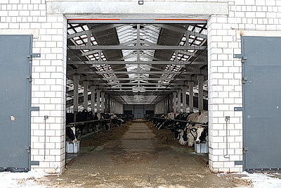 В Минской области в 2026 году планируют построить 111 профилакториев на 20 тыс. телят