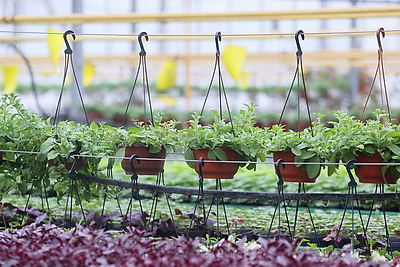 В Бресте собираются высадить миллион цветочных растений